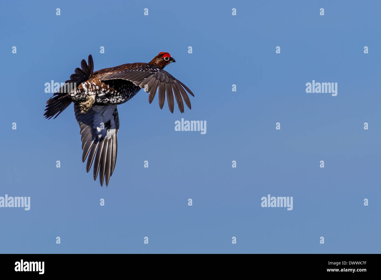 Fauna: El urogallo rojo (lagopus lagopus) volando tras despegar, Inglaterra, Reino Unido. Foto de stock