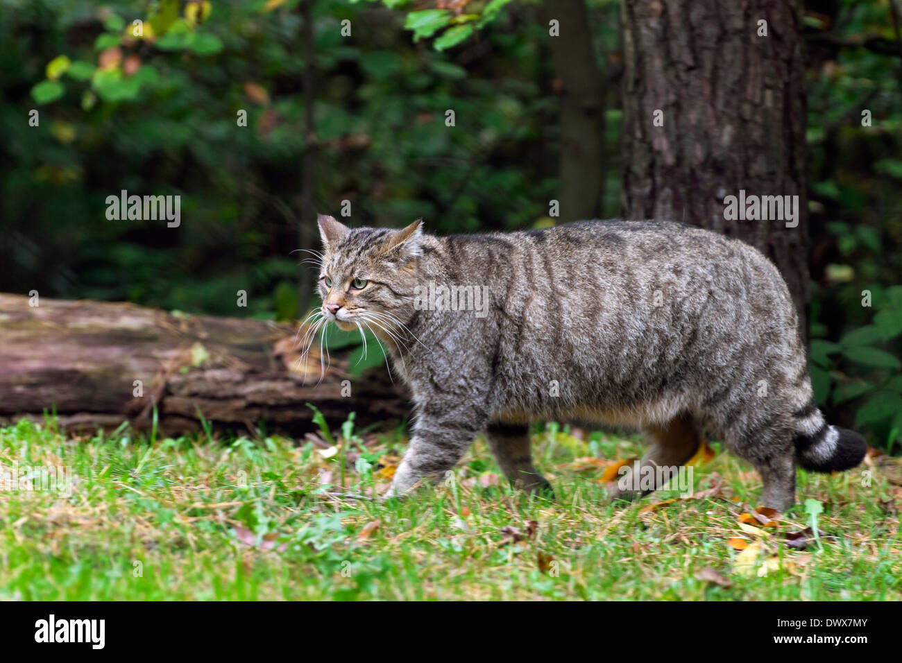 Gato montés europeo (Felis silvestris silvestris) caminando en el bosque Foto de stock