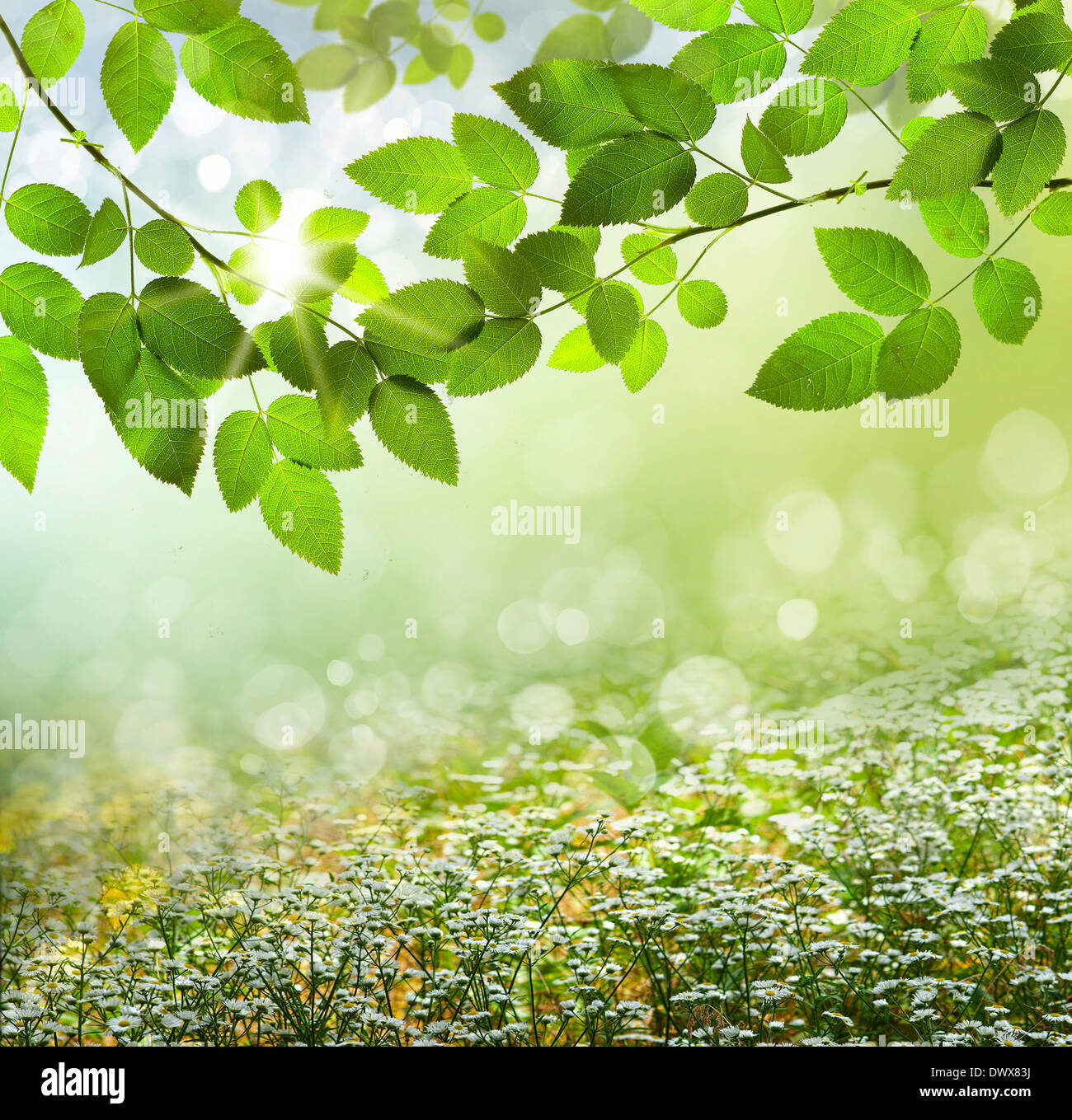 La primavera o el verano naturaleza abstracta fondo con césped y cielo azul en la parte posterior Foto de stock