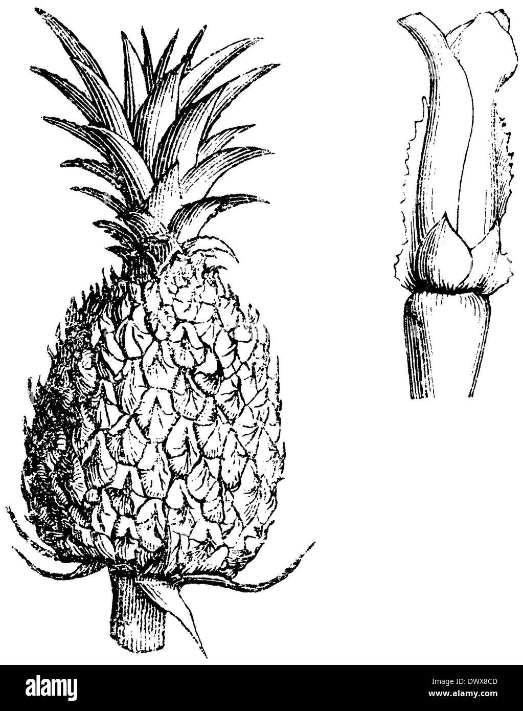 Diagrama De Flor De Piña