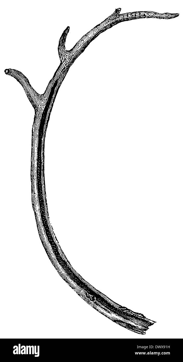 Las herramientas de la edad de piedra realizados ​​of cornamenta de reno. Foto de stock
