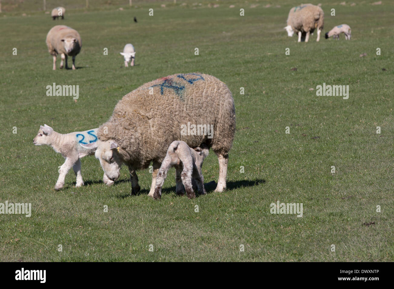 Dos corderos con la madre oveja Foto de stock