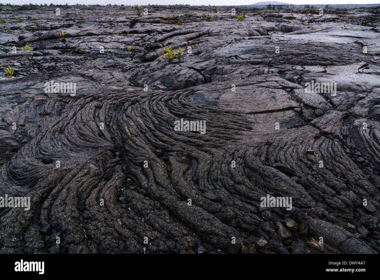 Pāhoehoe ('smooth, lava ininterrumpida"). Hawaii Volcanoes National Park, Big Island, Hawaii, EEUU. Foto de stock