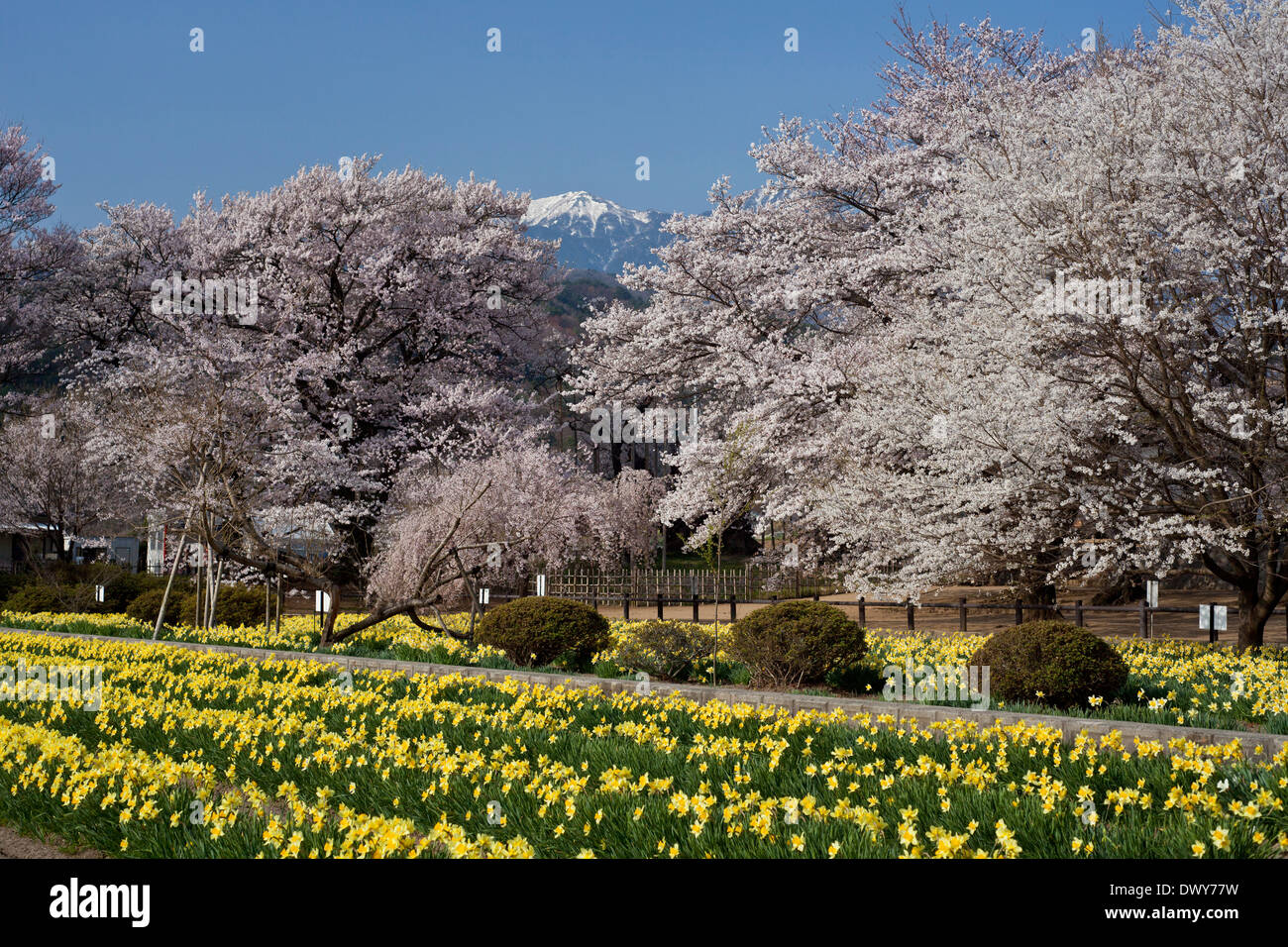 Los cerezos en flor y narciso flores, prefectura de Yamanashi, Japón Foto de stock