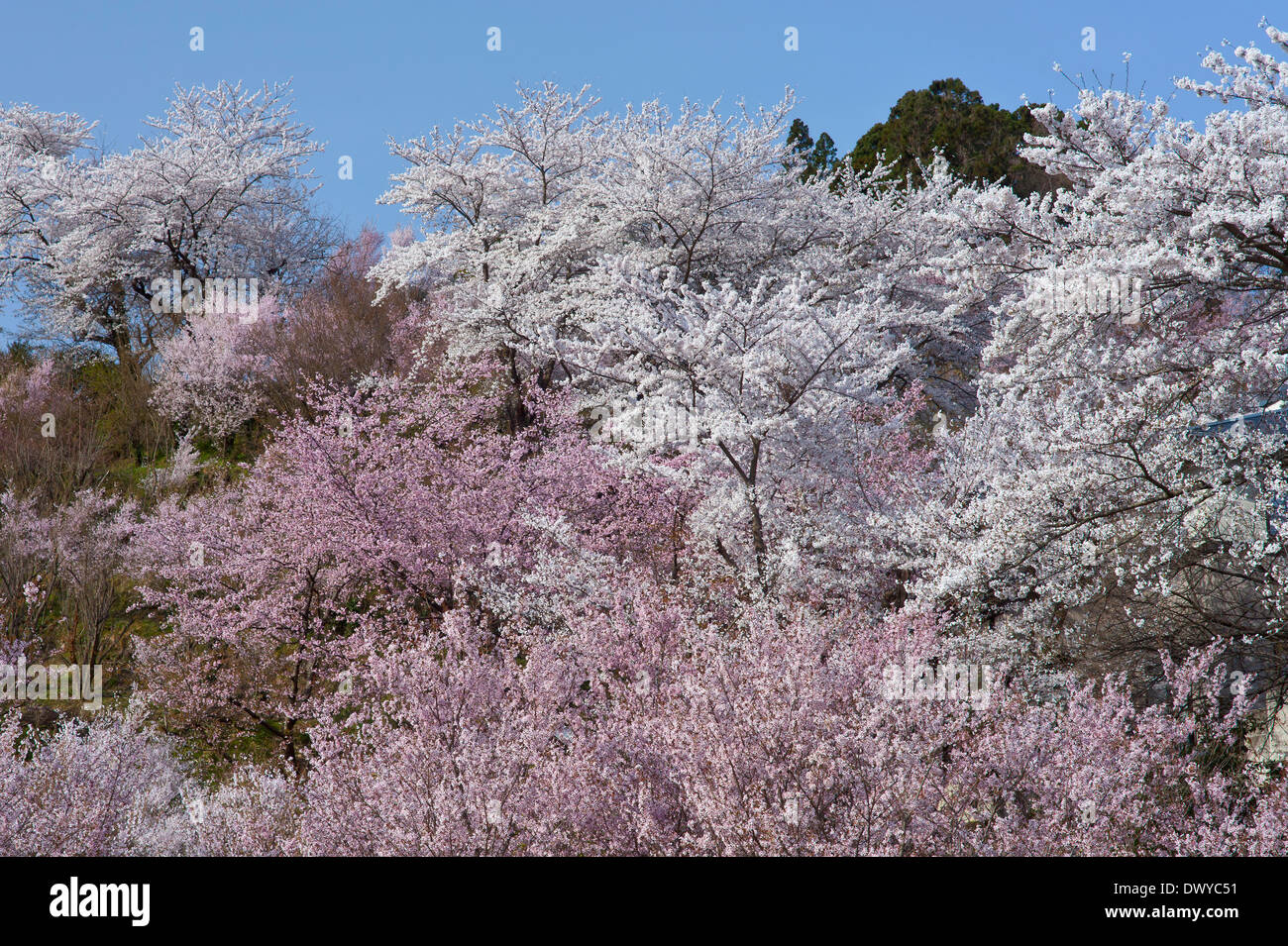 Los cerezos en flor en el Parque Hanamiyama, Fukushima, prefectura de Fukushima, Japón Foto de stock