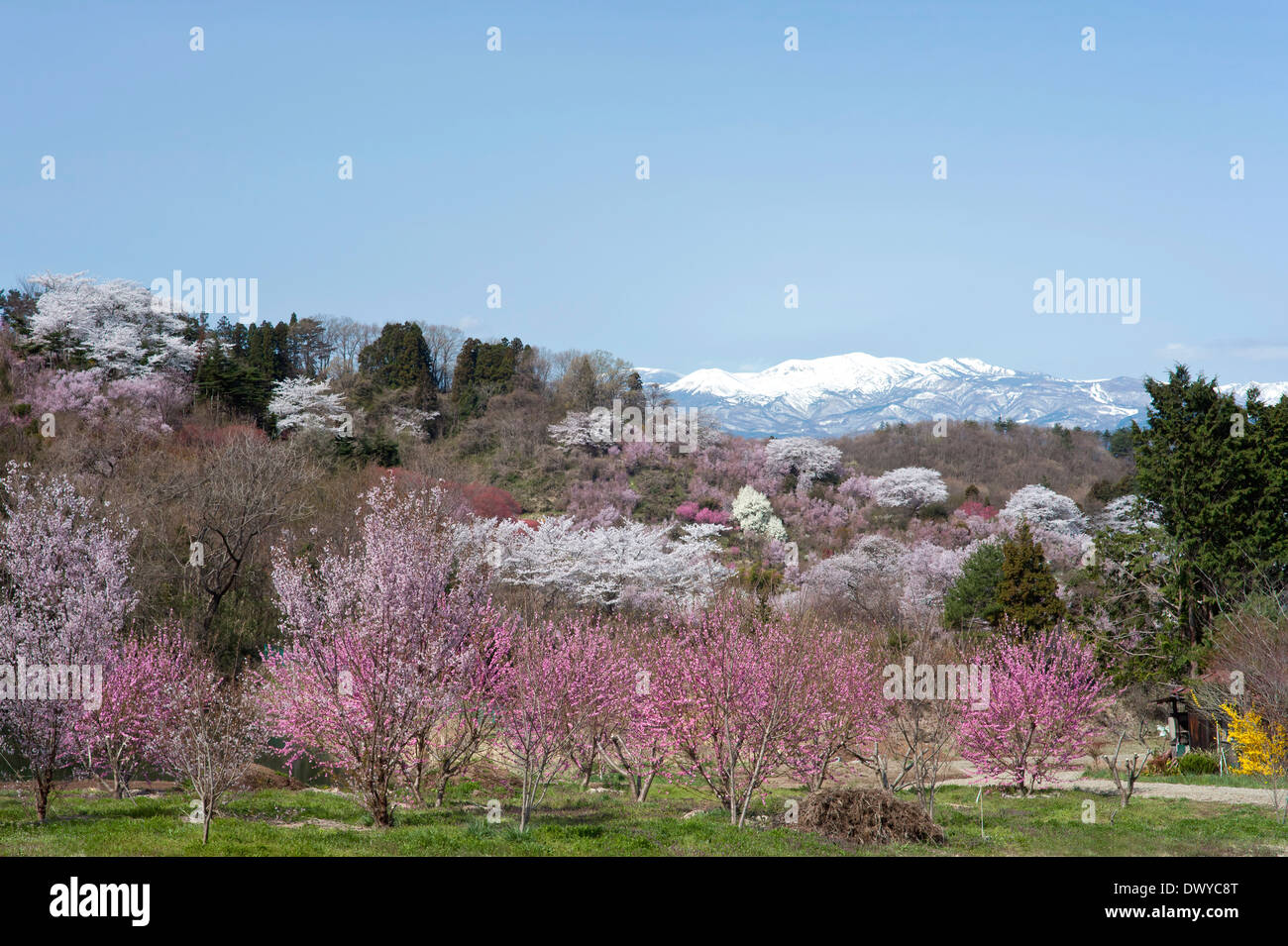 Los Cerezos en flor y otras flores en el Parque Hanamiyama, Fukushima, prefectura de Fukushima, Japón Foto de stock