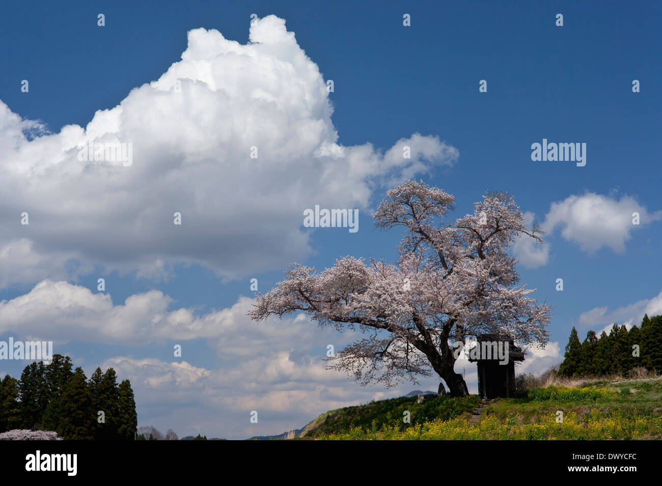 Cielo nublado y Flores de Cerezo, Árbol Aizuwakamatsu, prefectura de Fukushima, Japón Foto de stock
