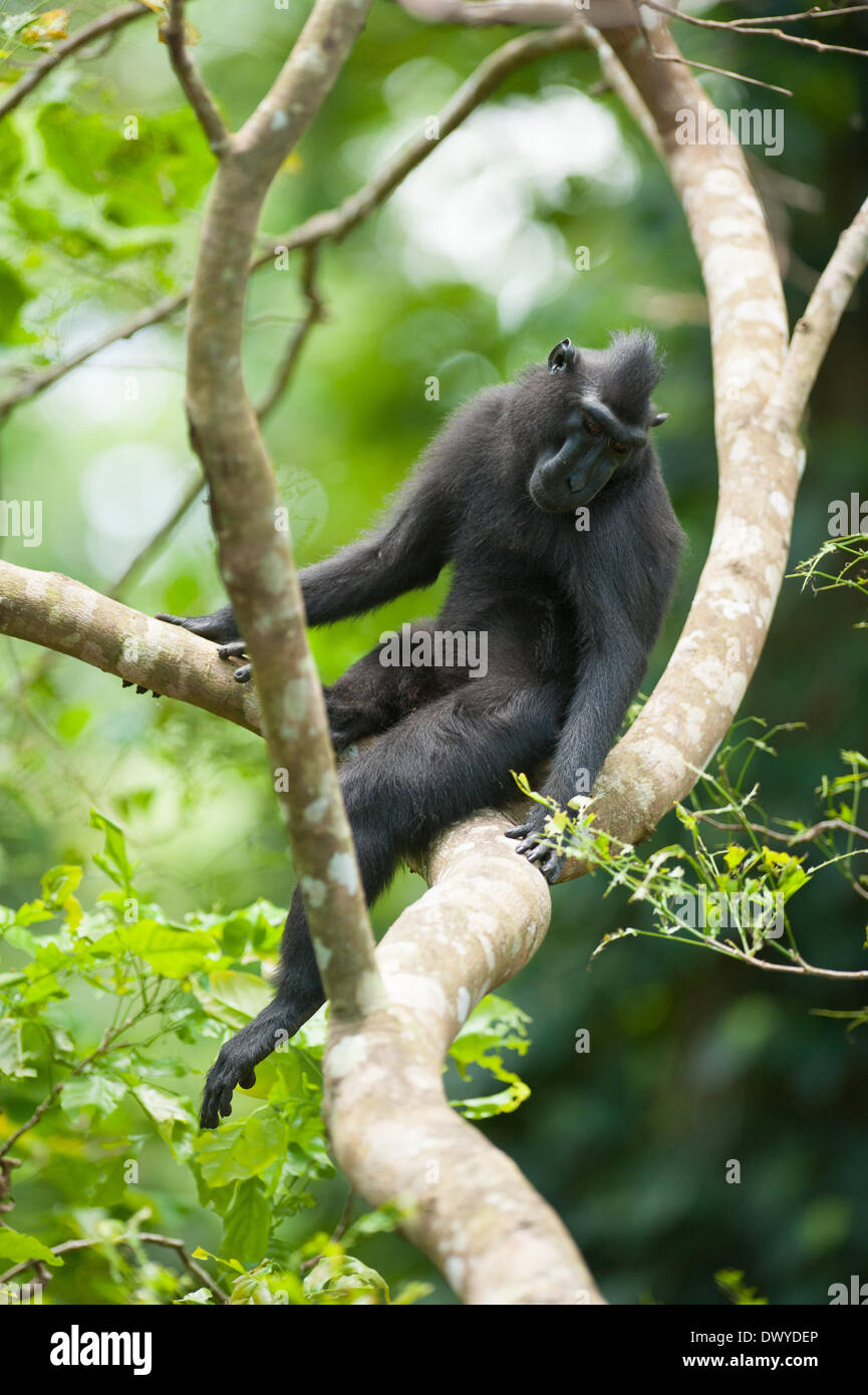 Tangkoko bosque, al norte de Sulawesi, Indonesia. 14 Mar, 2014. Tangkoko es uno de los últimos reductos de la críticamente amenazada de Sulawesi negro crestado de macacos (Macaca nigra). Wildlife Photographer Andrew Walmsley en el campo es documentar el trabajo de Selamatkan Yaki (ONG) que trabajan para proteger a los monos. Un macaco del dosel del bosque. Para tomar estas fotos, Andrew se sentó en la parte superior del árbol desde poco después de las 5 de la mañana hasta después de la 1pm. Crédito: Andrew Walmsley/Alamy Live News Foto de stock