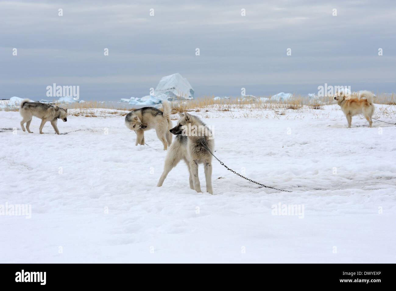 Ilulissat, Dinamarca, Huskies están encadenados en la nieve. Foto de stock