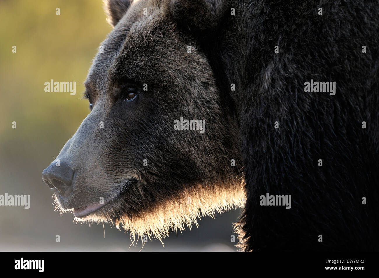 Oso grizzly (Ursus arctos horribilis) retrato con luz de fondo. Foto de stock