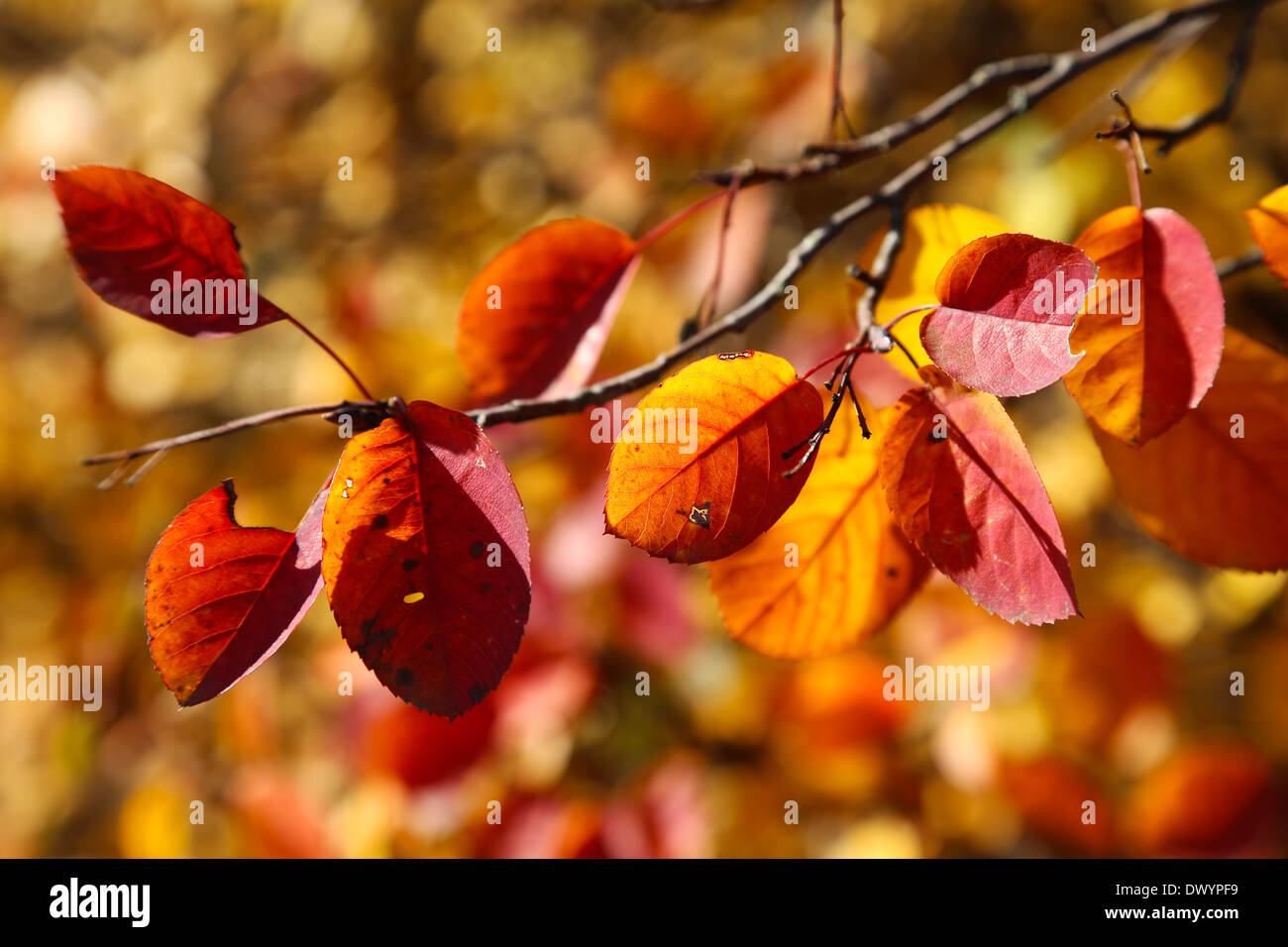 Hojas de otoño colorido en una rama de árbol Foto de stock