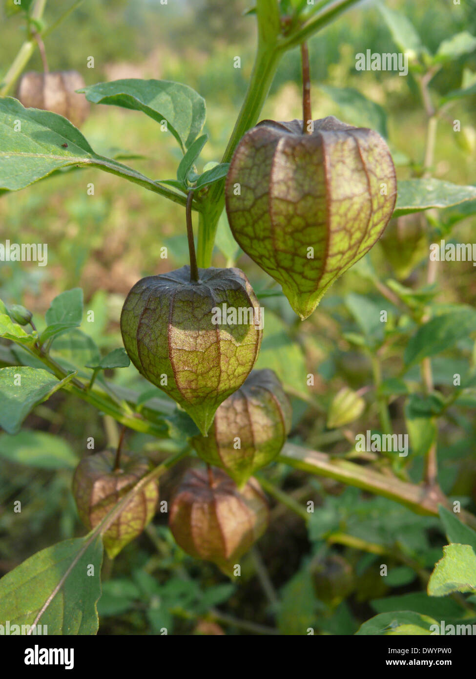 La uchuva Physalis peruviana L., Solanaceae. Foto de stock