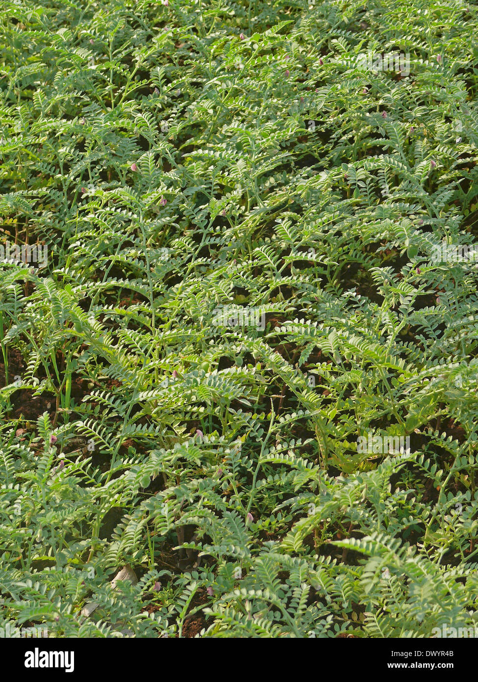 Las plantas de gramos, Cicer arietinum Foto de stock
