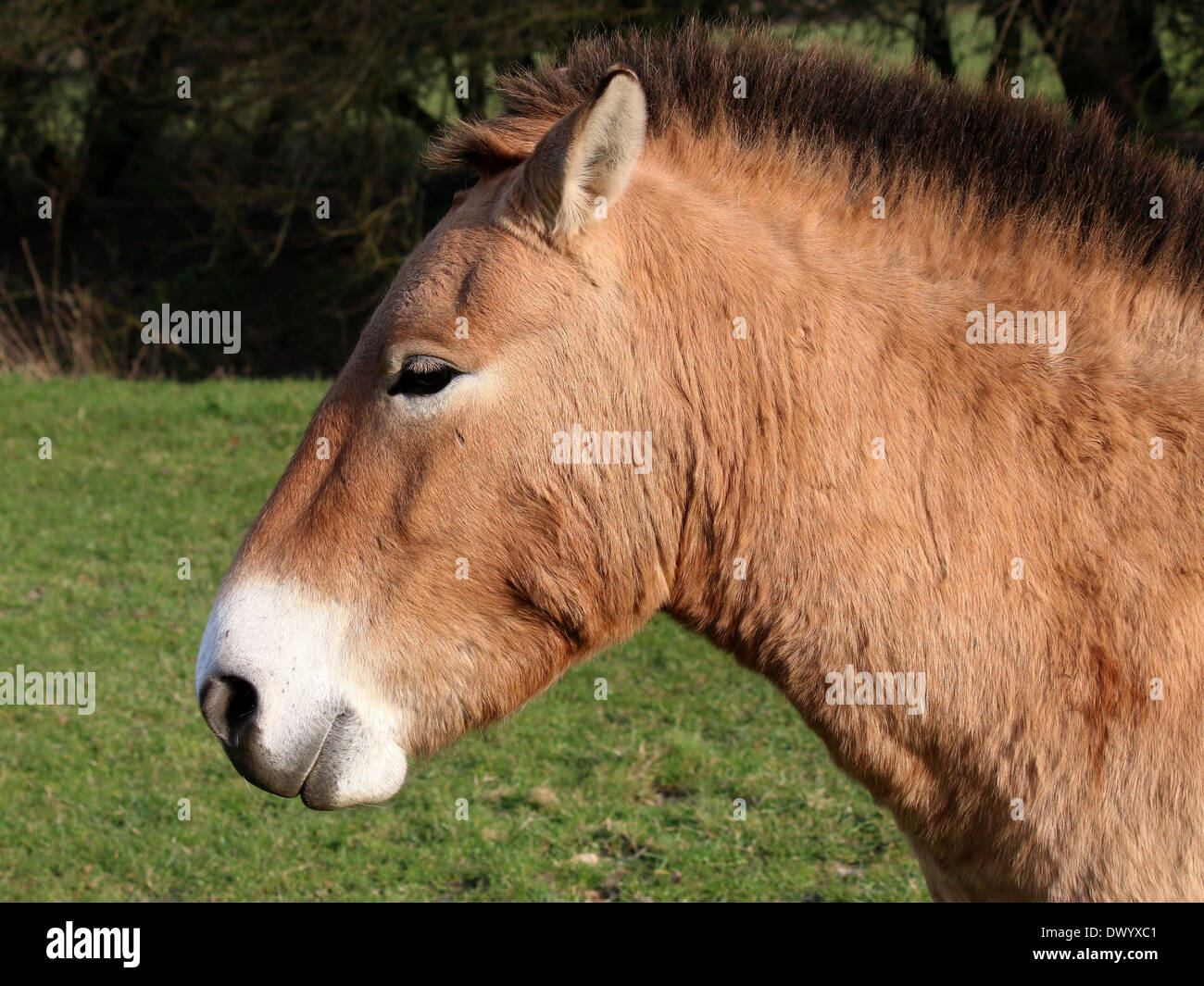 Caballos mongoles de Przewalski (Equus ferus przewalskii), primer plano de la cabeza, visto de perfil Foto de stock