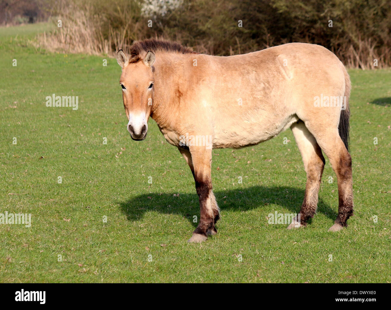 Caballos mongoles de Przewalski (Equus ferus przewalskii) Foto de stock