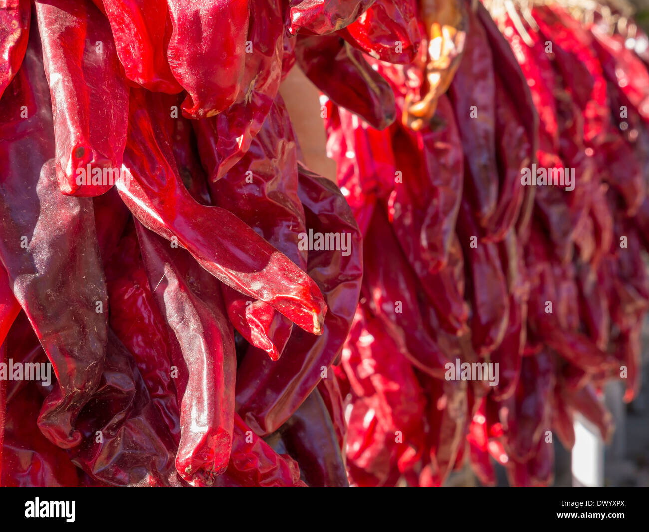 Chiles rojos de secado al sol, en Santa Fe, Nuevo México. Foto de stock