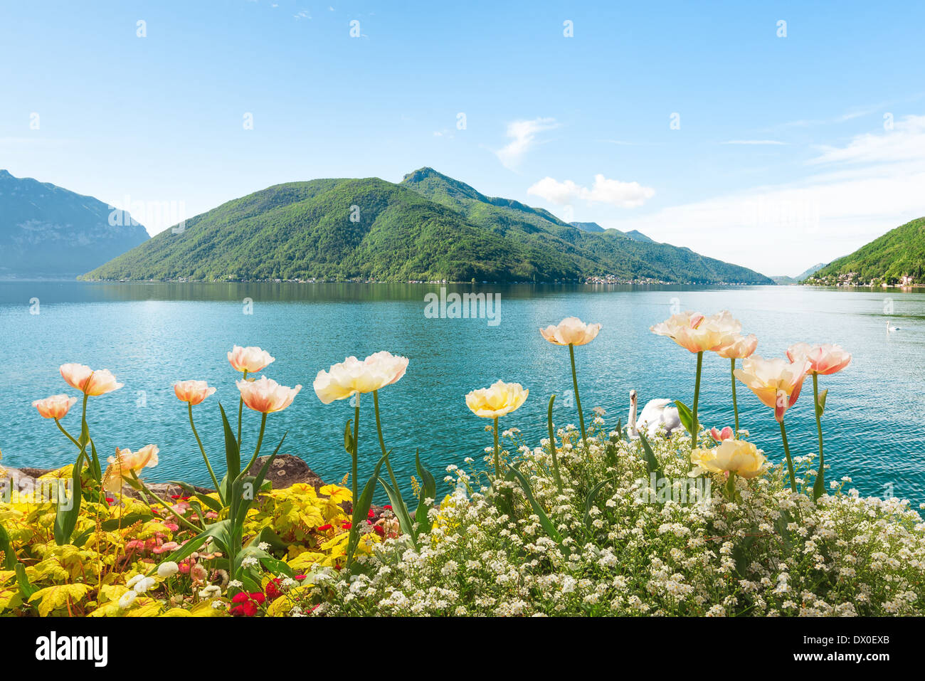 Imagen de verano de flores cerca de la orilla del lago, en Lugano, Suiza Foto de stock