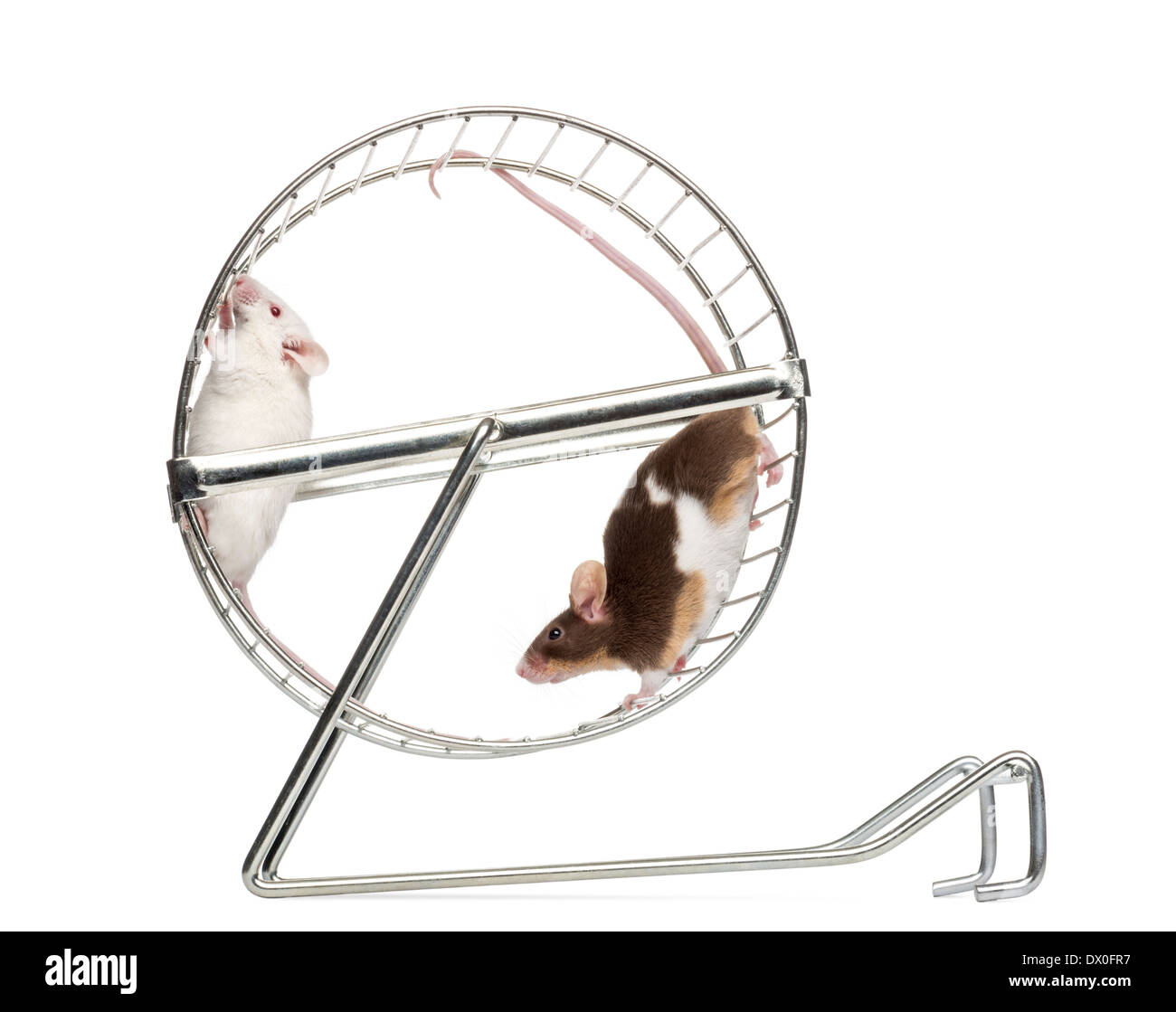 Vista lateral de la casa común ratones jugando en una rueda, Mus musculus, delante de un fondo blanco Foto de stock