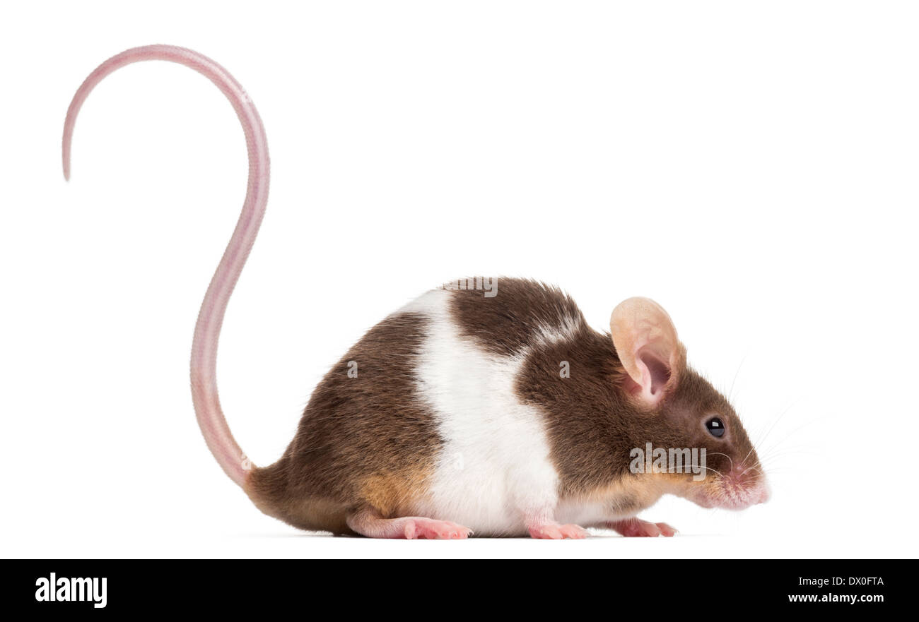 Vista lateral de una casa común, el ratón Mus musculus, delante de un fondo blanco Foto de stock