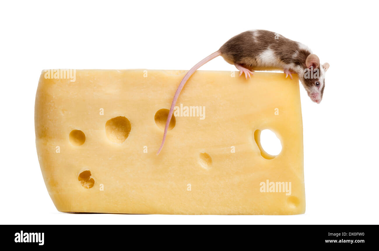 Casa común ratón encaramado en lo alto de un gran trozo de queso, mirando hacia abajo, Mus musculus, delante de un fondo blanco Foto de stock