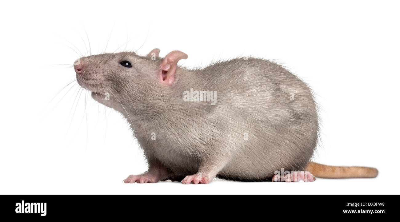 La rata doméstica, mirar hacia delante de un fondo blanco Foto de stock