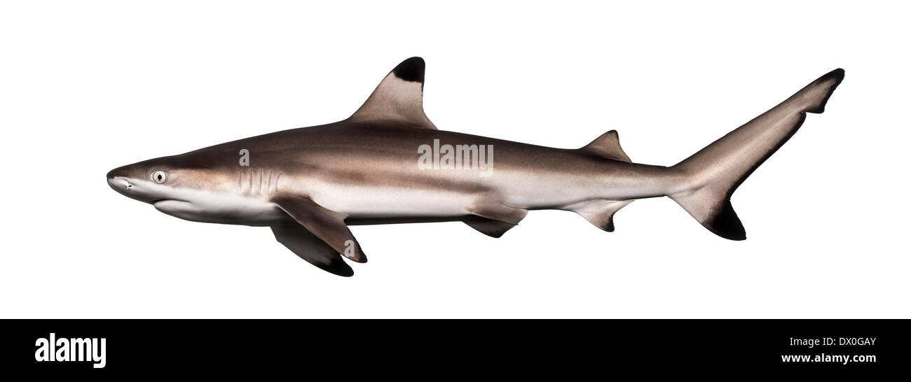 Vista lateral de un Blacktip reef shark, Carcharhinus melanopterus, contra el fondo blanco. Foto de stock