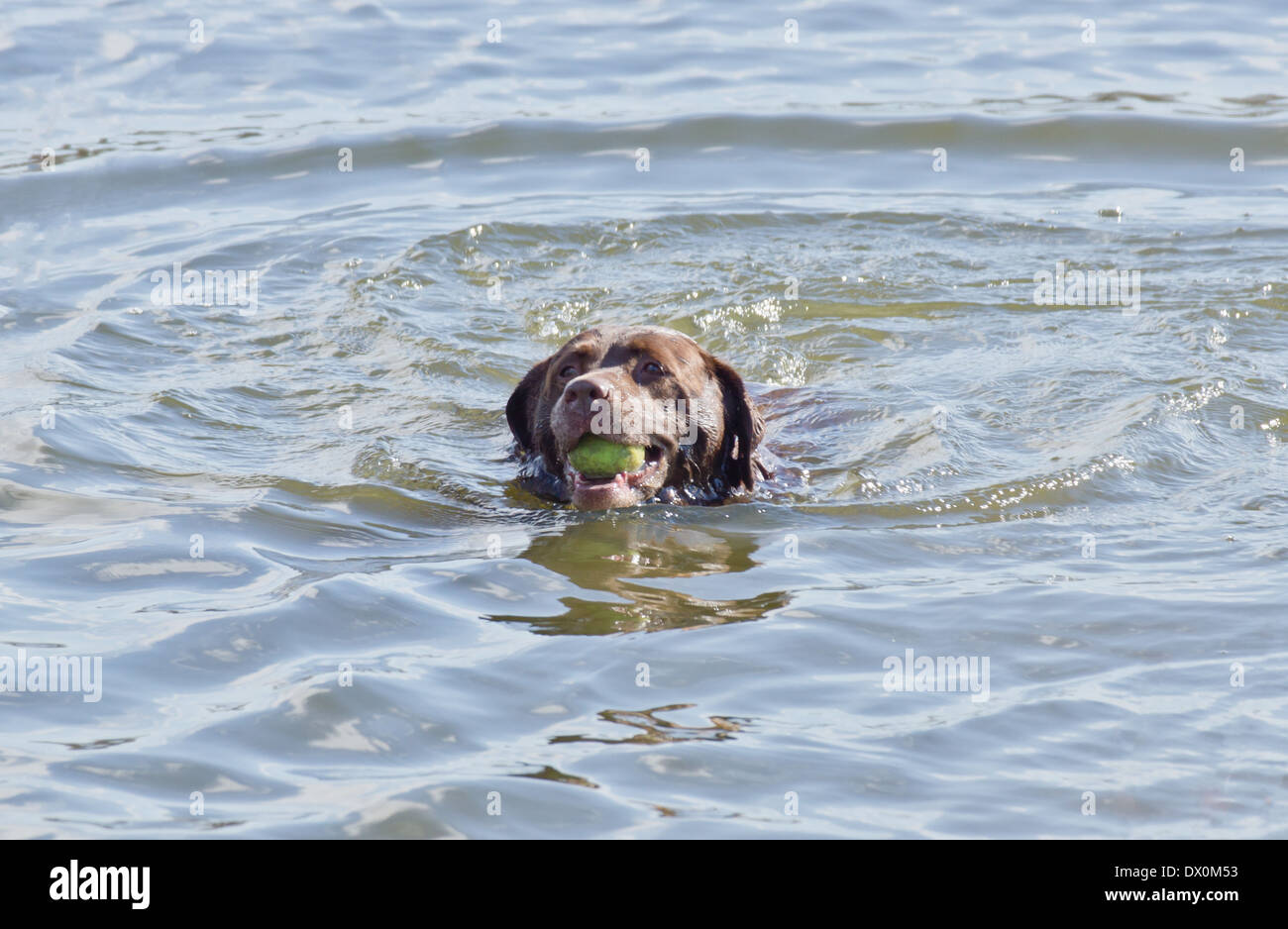 Un perro Labrador marrón obteniendo una pelota en el agua Foto de stock