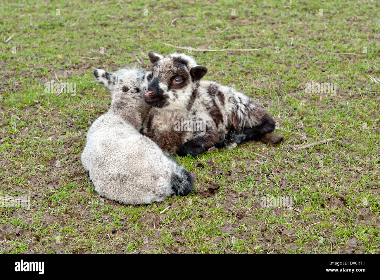 Dos corderos en el pasto verde Foto de stock