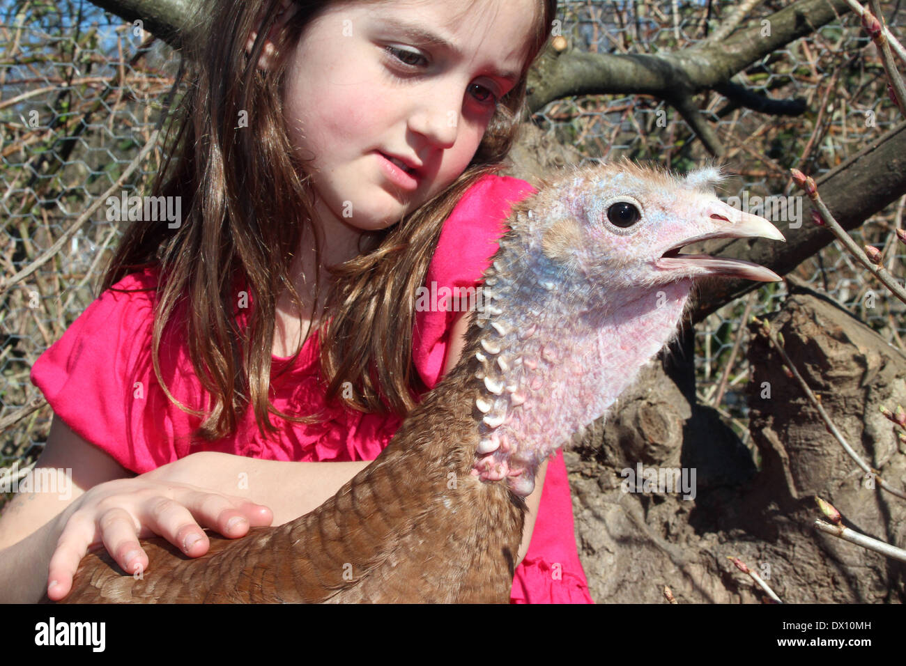 Joven chica caucásica teniendo cuidado de su hembra tame bourbon rojo Turquía (patrimonio) gallina mascota en su asignación la celebración de Reino Unido, Inglaterra Foto de stock