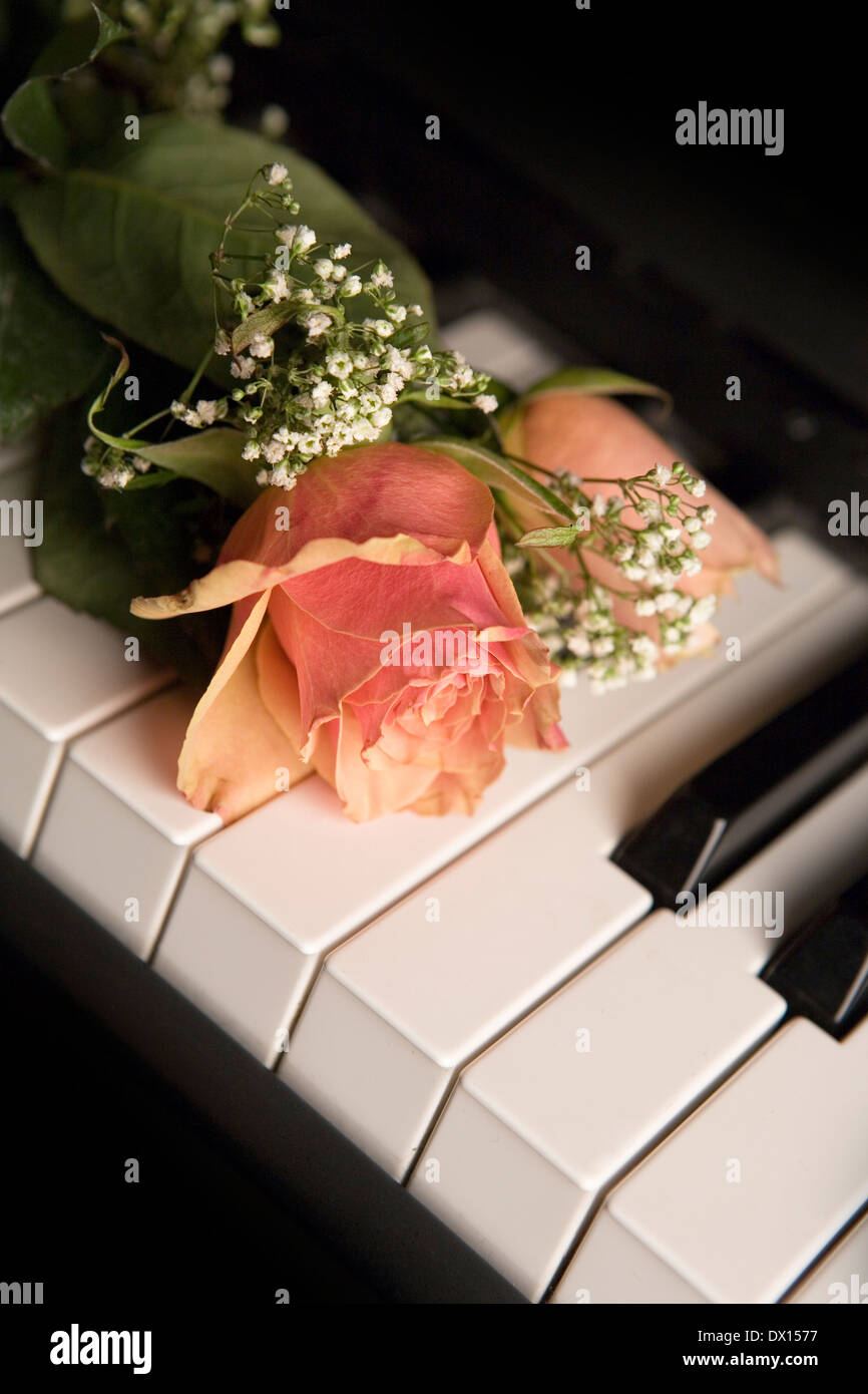 Rosas color durazno con la respiración del bebé flores en el teclado del  piano Fotografía de stock - Alamy