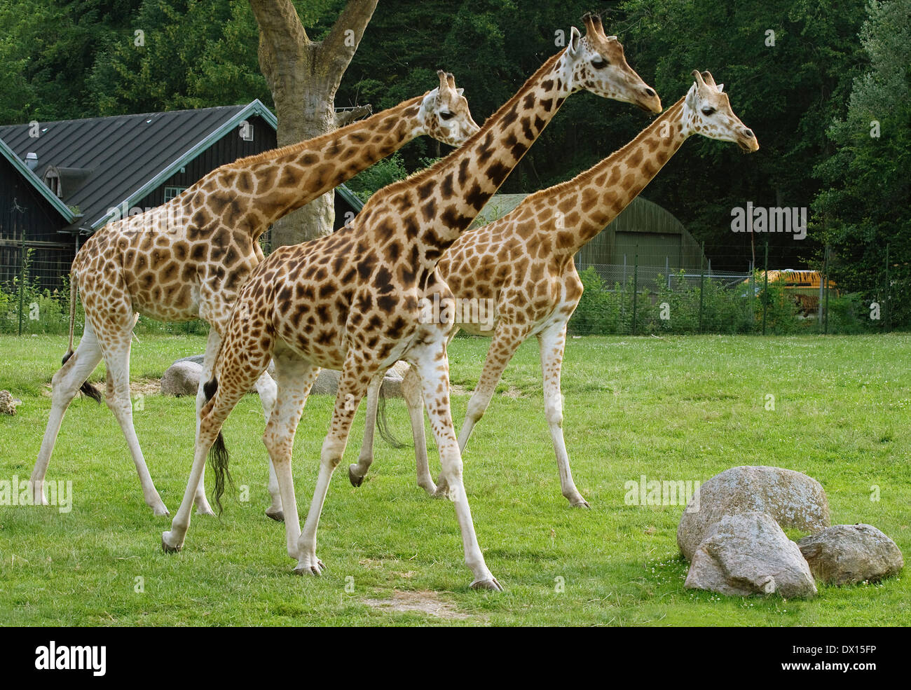 Tres jirafas en un zoológico mirando curiosamente en algo Foto de stock