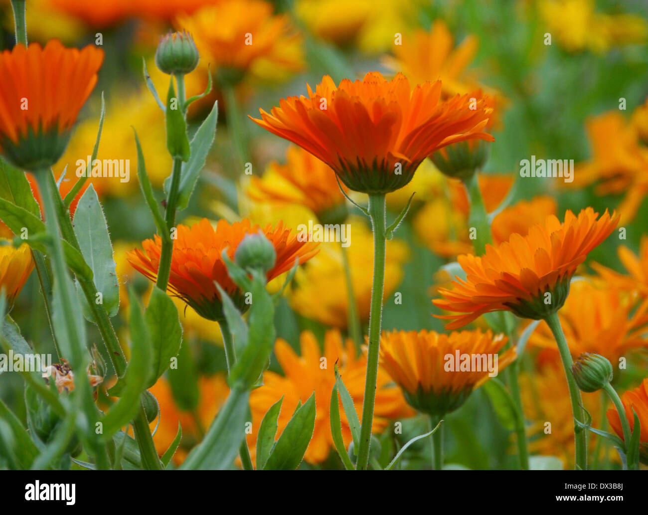 Caléndula (calendula officinalis) en el jardín de hierbas de hindsgavl hindsgavl slot (palacio), Fionia, Dinamarca Foto de stock