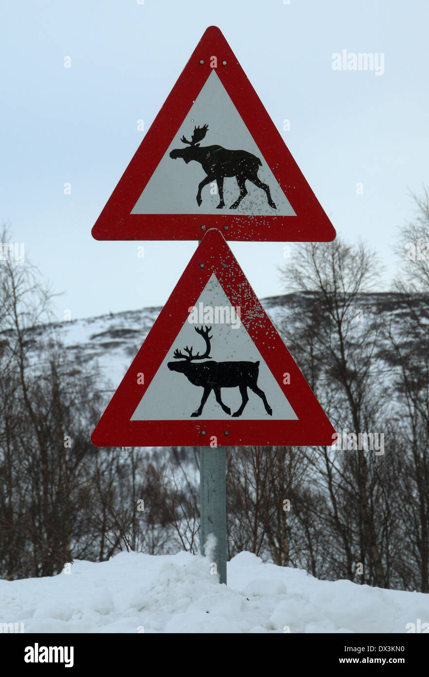 Alces y renos signos de advertencia, en el norte de Noruega. Foto de stock