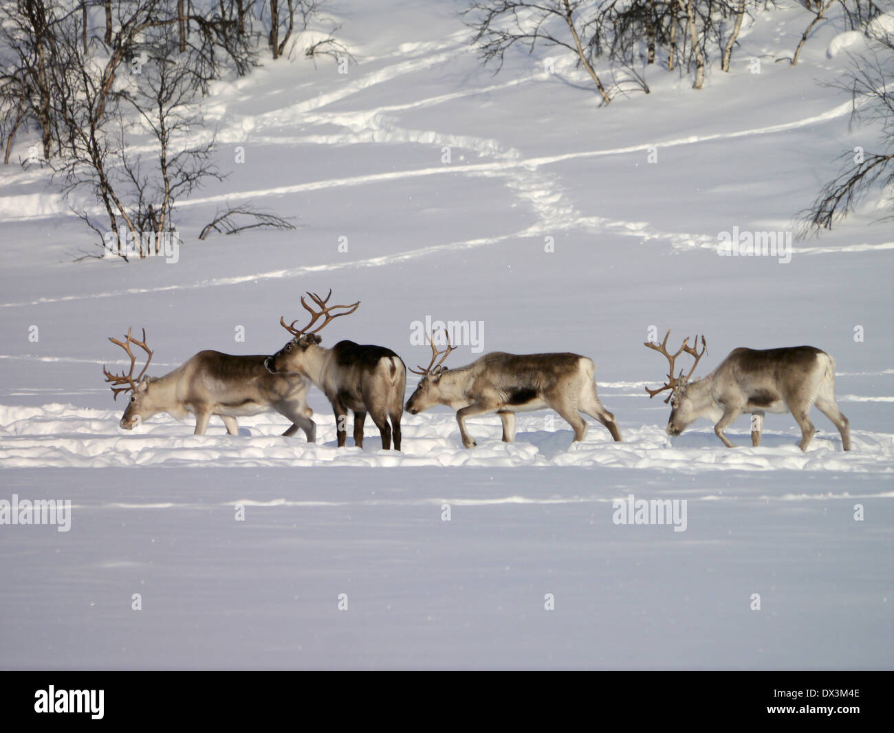 Los renos en Laponia, Suecia Foto de stock