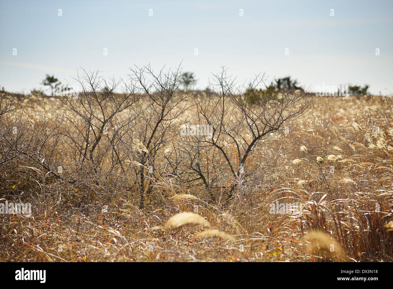 Las sucursales en totora seca campo en la Isla de Jeju Foto de stock