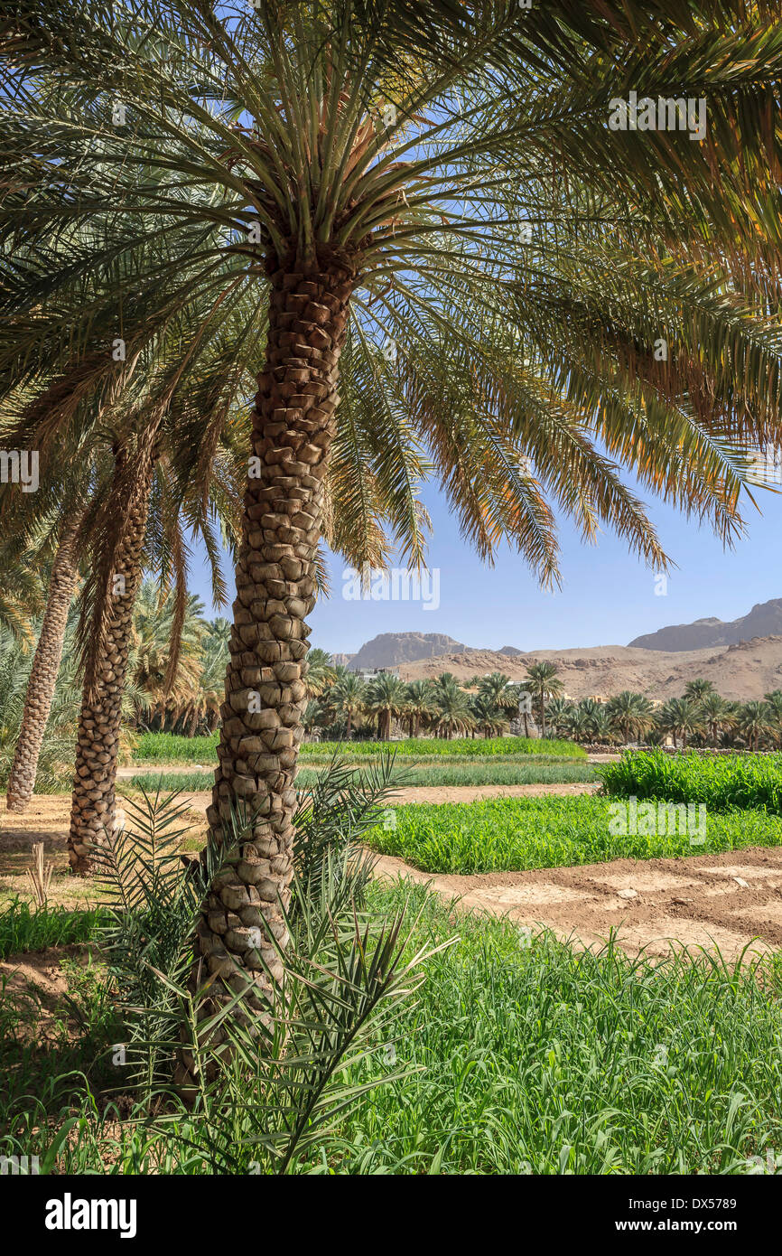 Oasis de palmeras datileras y campos verdes, Jebel Shams, Al Hajar Mountains, Ad Dakhiliyah Región, Omán Foto de stock