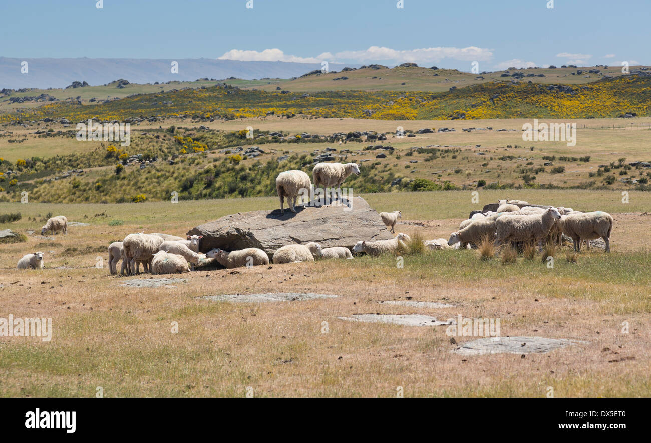 Ovejas pastando en el Altiplano interior de la Isla del Sur, Nueva Zelanda Foto de stock