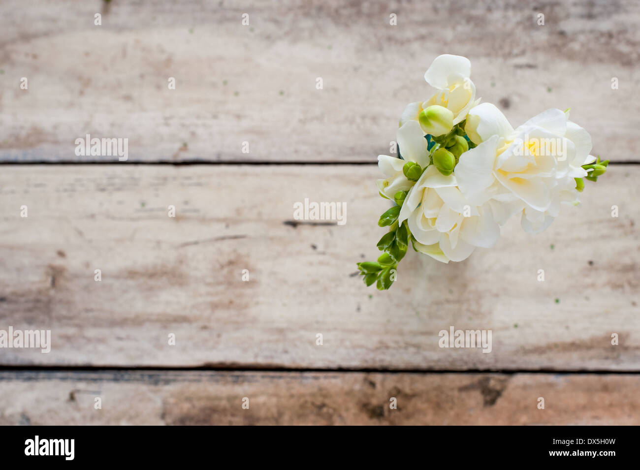 Fresia blanca en un pequeño florero, sobre una tabla de madera desgastada vintage Foto de stock