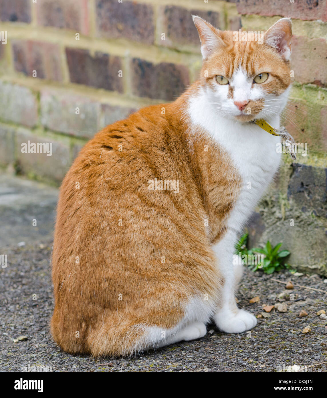 Y jengibre blanco gato atigrado, sentados en el suelo exterior. Foto de stock