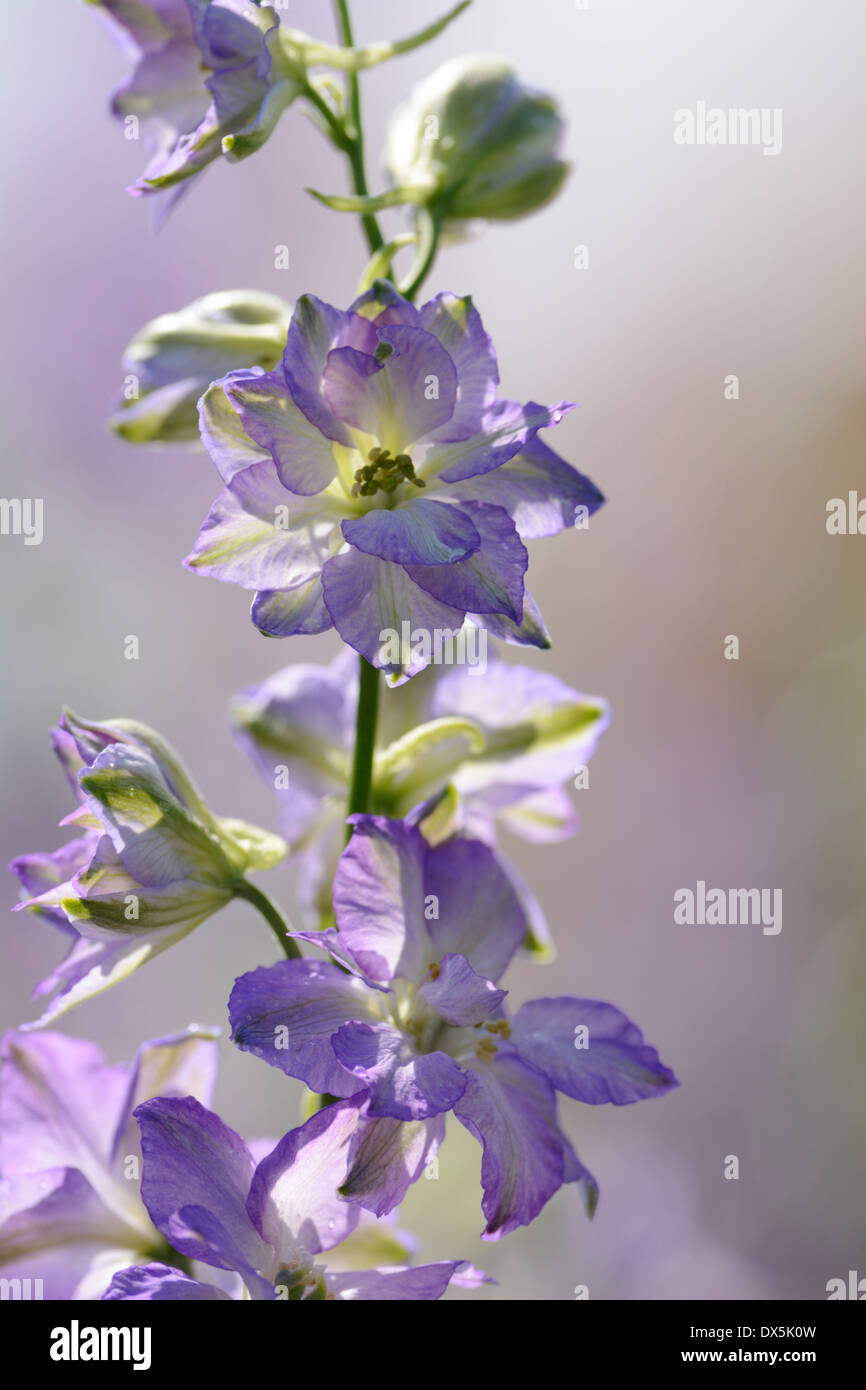 Grupo de belladona delphinium fotografías e imágenes de alta resolución -  Alamy