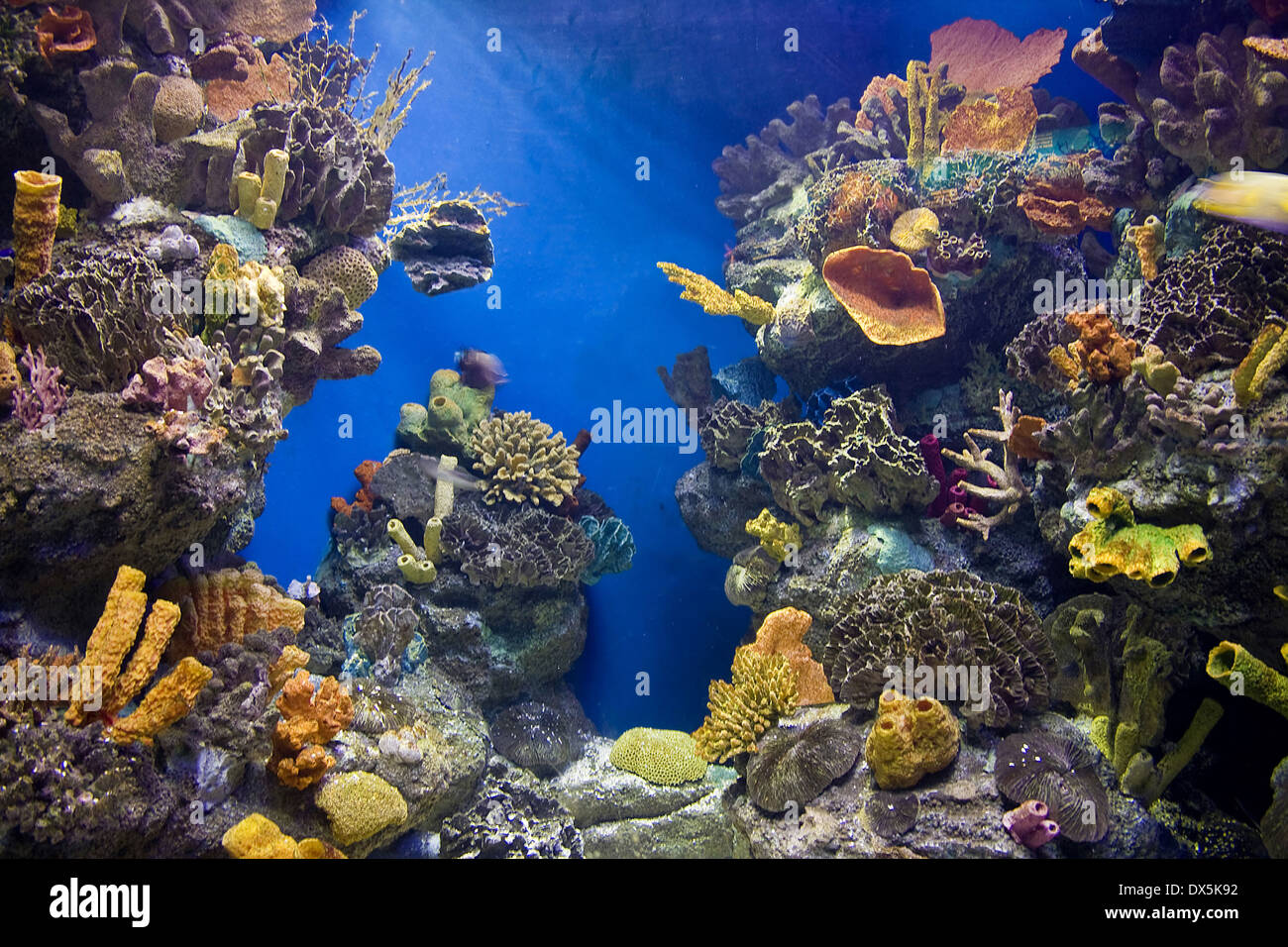 La vida acuática submarina sin peces. Foto de stock