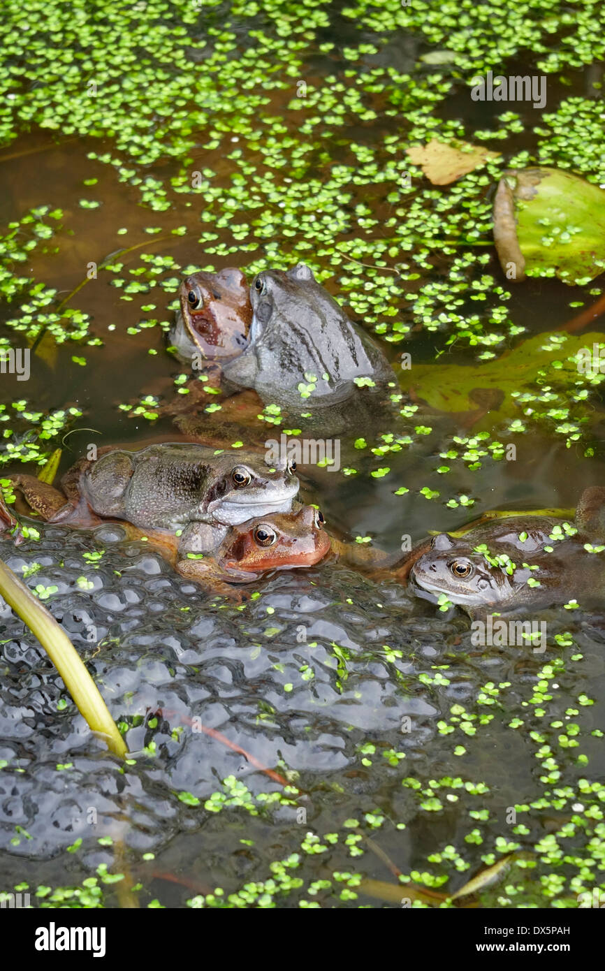 Las Ranas Comunes Rana temporaria de apareamiento en un jardín, estanque de lirios. Foto de stock