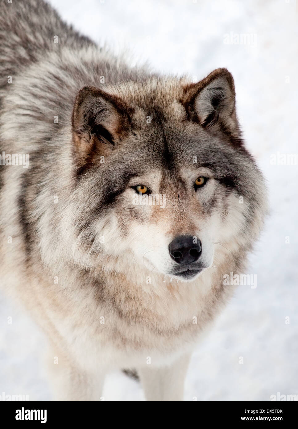 Primer plano de un lobo gris, en la nieve, mirando hacia la cámara. Foto de stock