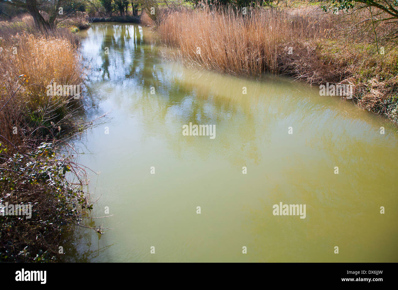 Agua verdosa y cañas en el cauce del río deben cerca de Easton, Suffolk, Inglaterra Foto de stock