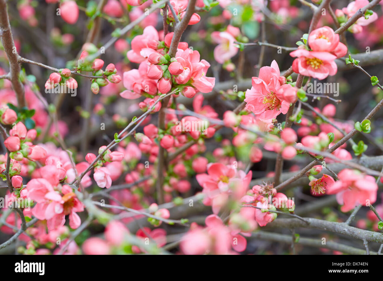 Primavera con fondo rosa flor, flores y capullos Foto de stock