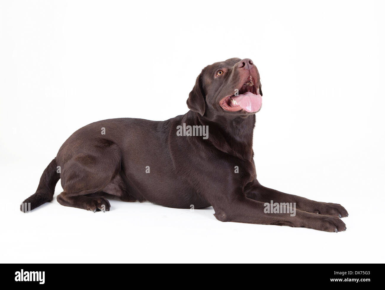 Un Labrador marrón acostado, mirando hacia arriba, fondo blanco. Foto de stock