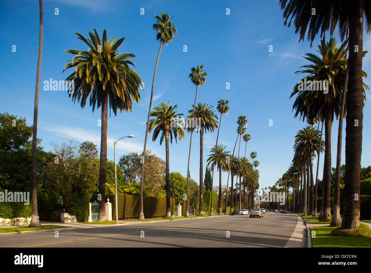 Calles bordeadas de Palm, Beverly Hills, Los Ángeles, California, Estados Unidos de América Foto de stock