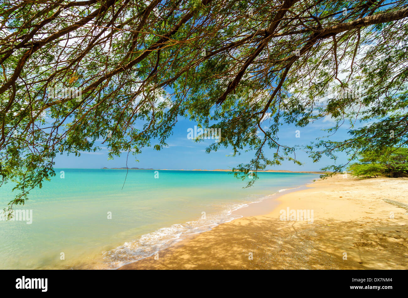 Las ramas bajas de un árbol en una playa del Caribe en La Guajira, Colombia Foto de stock
