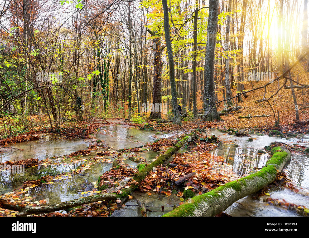 Cascada río de montaña en el bosque en otoño Foto de stock