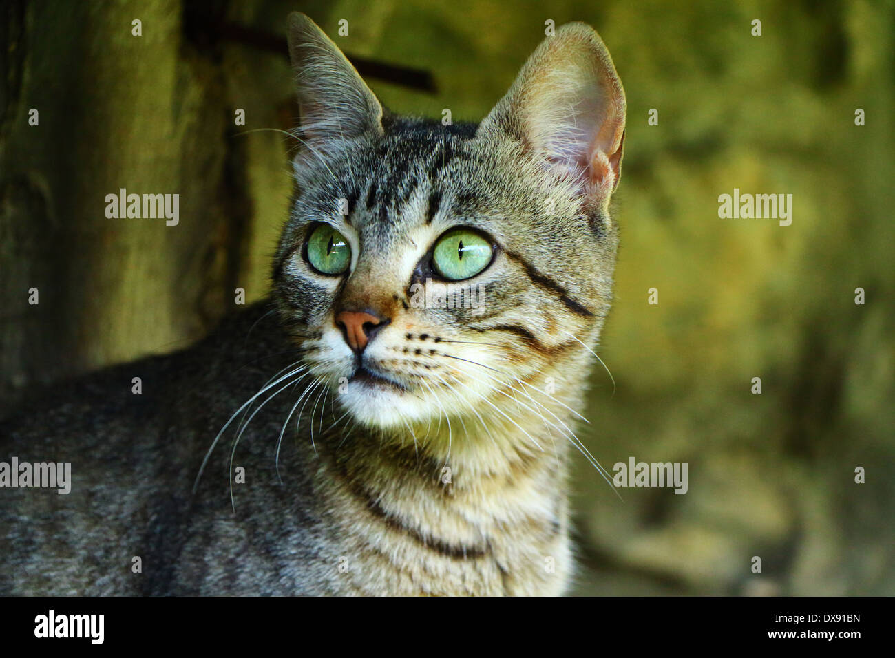 Bajo la mirada de un hermoso gato con una verde y ojos expresivos. Foto de stock